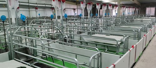 Pig Stall System