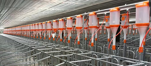 Pig Feeding System
